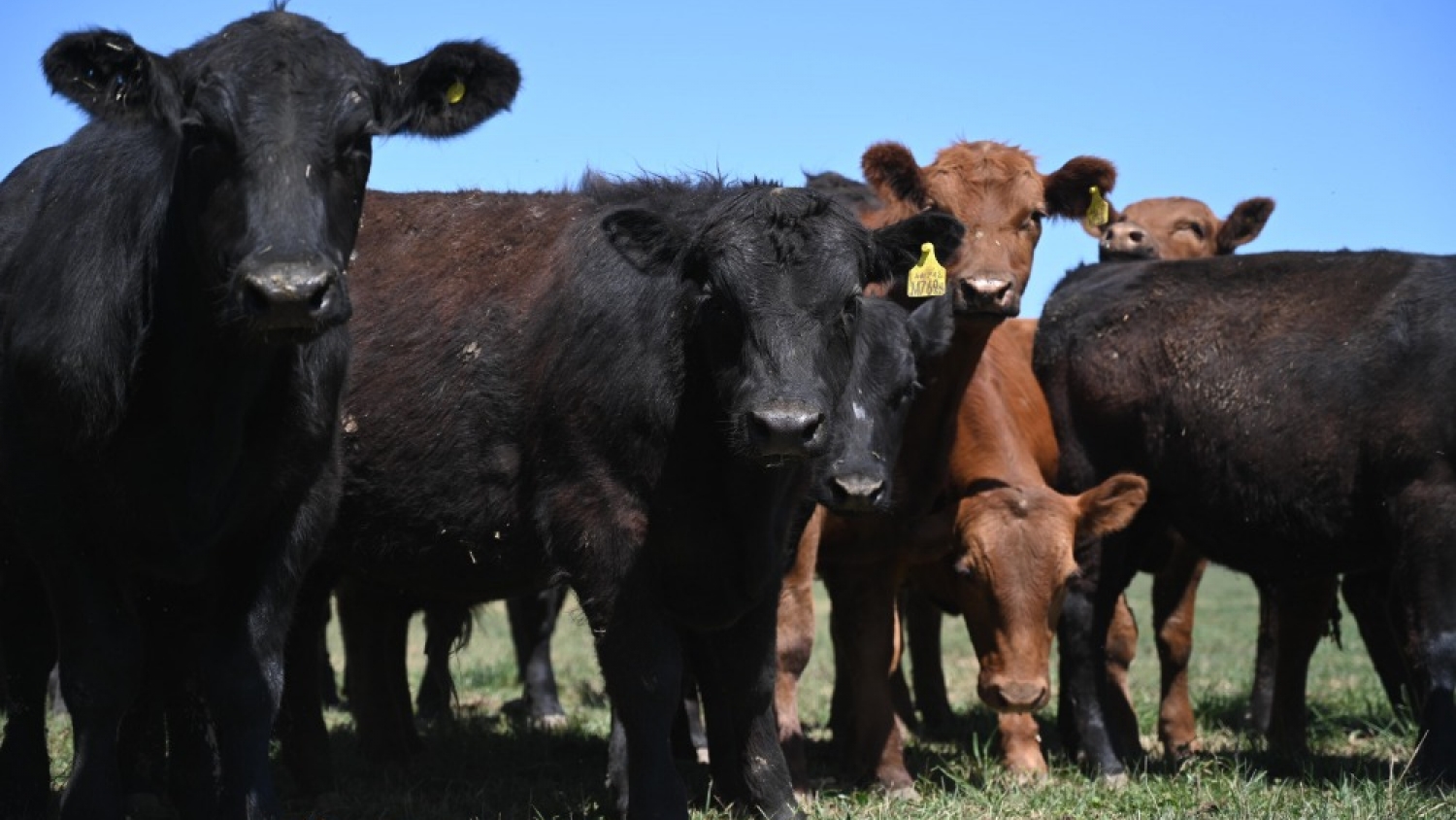 SENASA ajusta el control de brucelosis bovina y redefine los requisitos para el movimiento de hacienda