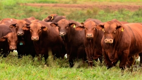 El Congreso Mundial Brangus - Argentina 2020 se pospone un año por la crisis del Coronavirus