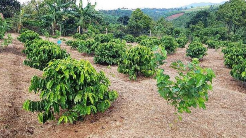 ¿Podría África tener una industria de palma sostenible?