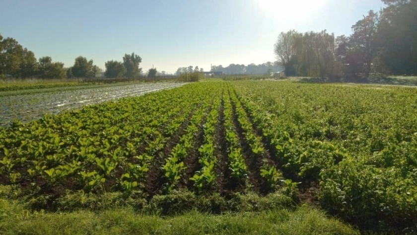 Guía para la inscripción oficial de fertilizantes y enmiendas de producción familiar y cooperativa