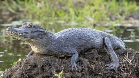 Realizan un monitoreo de nidificación del yacaré overo en el Parque Nacional Pre Delta