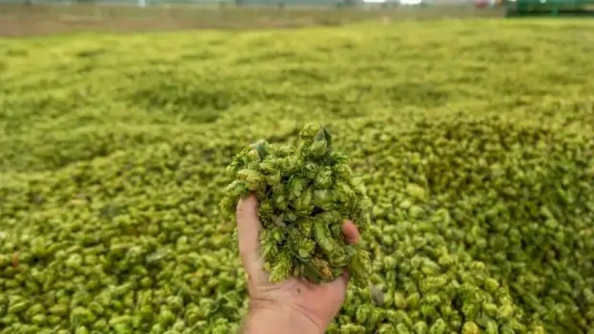 Avanza la licitación para la construcción del Centro de Lúpulo de Roca