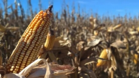 La Argentina podría cosechar 15 millones de toneladas más de maíz