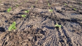 Entre Ríos: con algunas resiembras finalizó la implantación de girasol