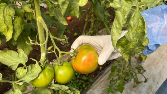 Tucumán: realizan controles para prevenir el virus del tomate