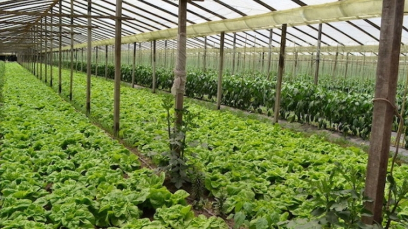 La provincia aprueba proyectos hortícolas agroecológicos por mas de $57 millones