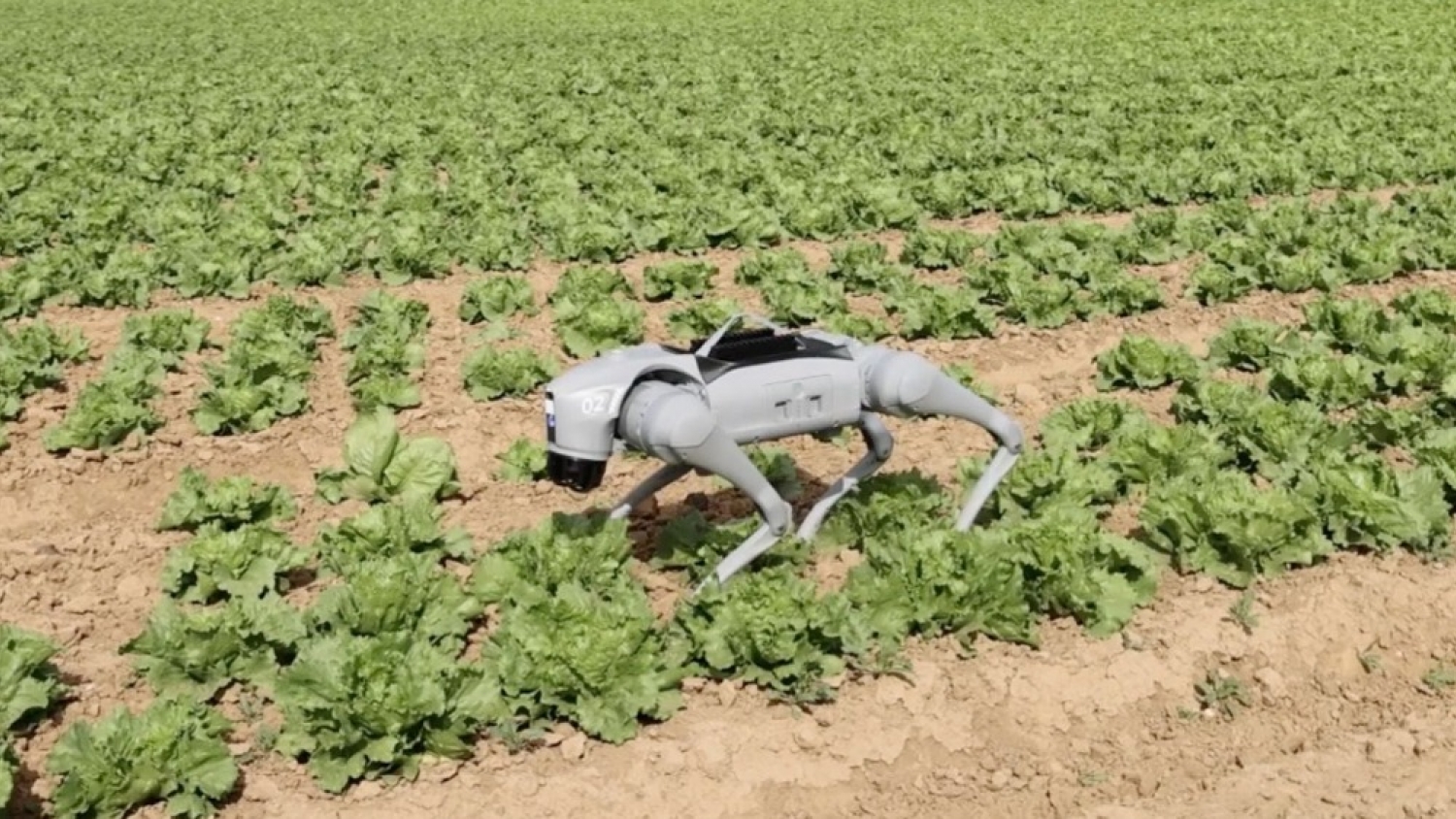 Un perro de metal para el agro: el robot de Syngenta que patrulla cultivos y detecta malezas con inteligencia artificial