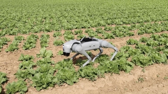 Un perro de metal para el agro: el robot de Syngenta que patrulla cultivos y detecta malezas con inteligencia artificial