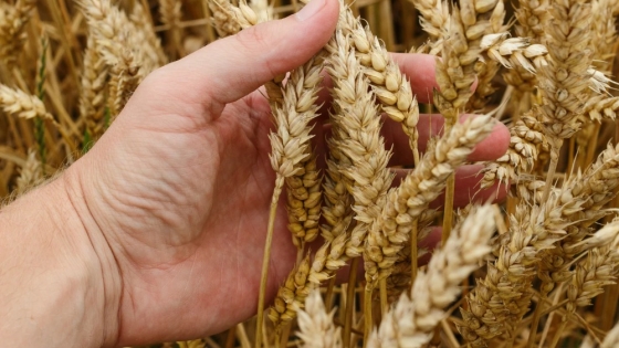 Con buen perfil hídrico, La Pampa proyecta un aumento en la siembra de trigo para 2025