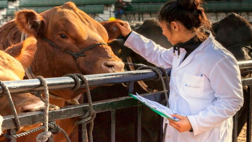 Certificado sanitario definitivo