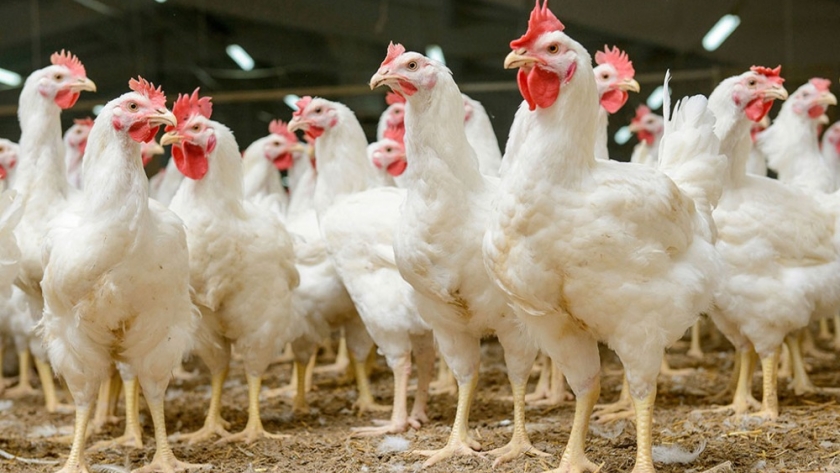 Más oportunidades de financiamiento para las cadenas de la carne de cerdo y pollo