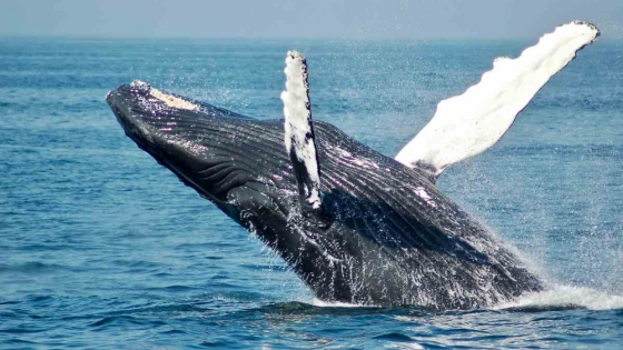 Las ballenas sobrevivieron a siglos de caza indiscriminada