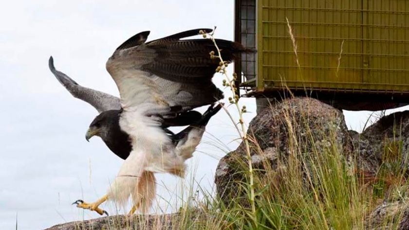 Las imágenes de las 70 aves que liberaron en Córdoba del cautiverio