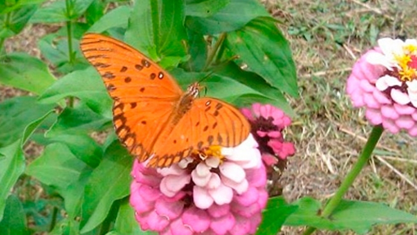 Polinizadoras que multiplican la biodiversidad, Mariposas