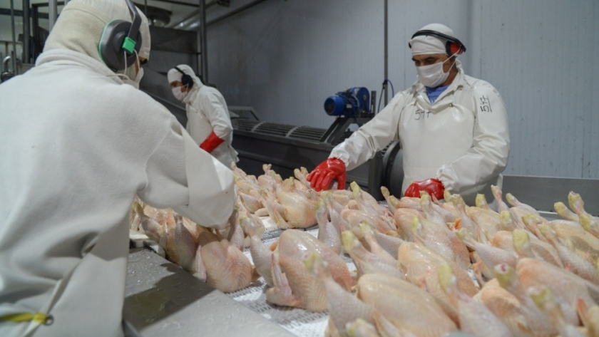 Argentina volvió a ser libre de Influenza Aviar