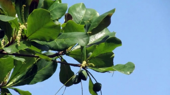 Terminalia catappa, el almendro tropical