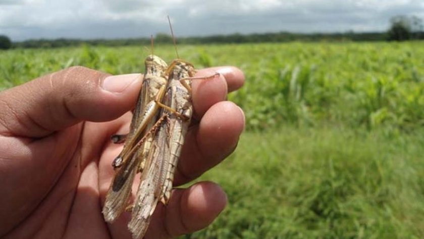 Monitorean mangas de langostas en Trancas