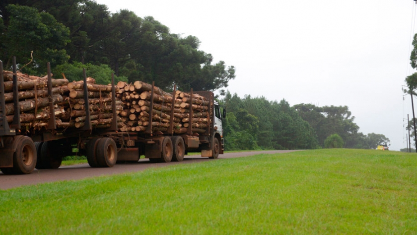 La reducción de aranceles en China estimula la producción forestal nacional