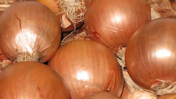 Exportaciones en suspenso: Brasil abre una oportunidad para la cebolla argentina, pero la calidad y el clima condicionan el negocio