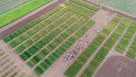 El ADN del trigo se fortalece para enfrentar la sequía