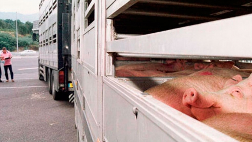 Bioseguridad en relación al transporte del ganado porcino