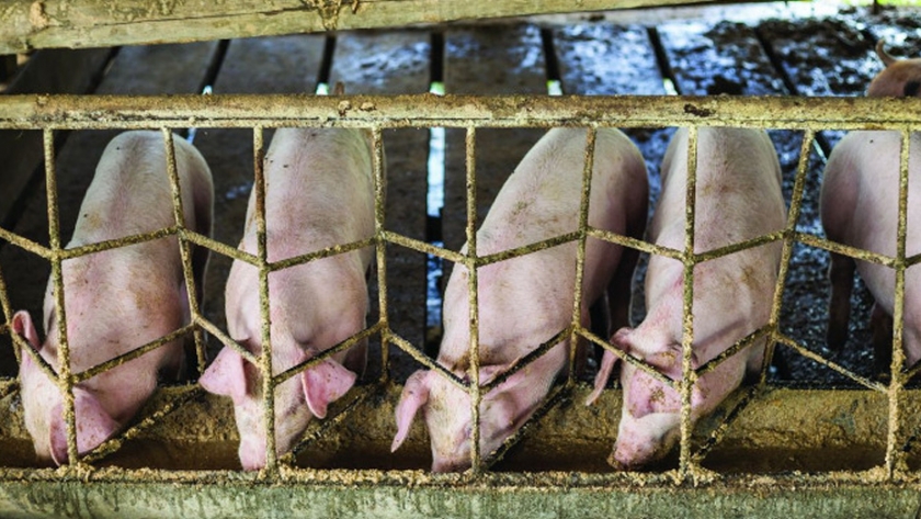 China registró su primer brote de PPA en el año