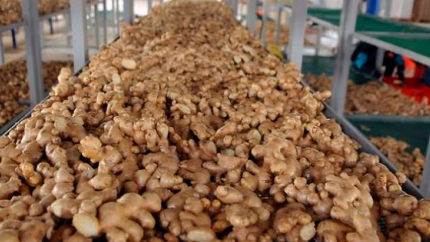 Avanza en Misiones la producción de jengibre