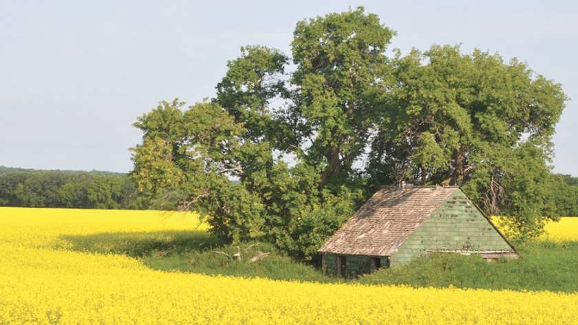 La canola se recupera de las ganancias de la soja