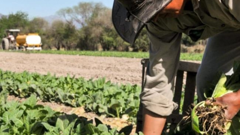 Productores recibirán $24 millones del Fondo Especial del Tabaco