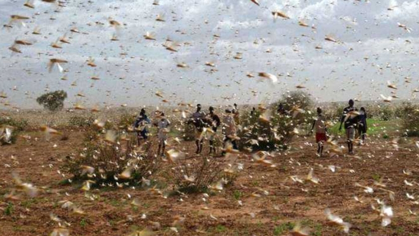 Riesgo de hambre para millones en la segunda ola de langosta