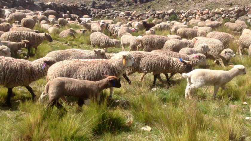 La dieta del ganado con colza mejora los ácidos grasos de productos lácteos y cárnicos