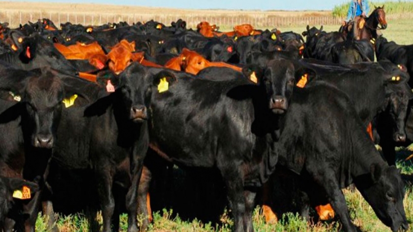 Fuerte crecimiento del programa Evaluación de Reproductores Angus