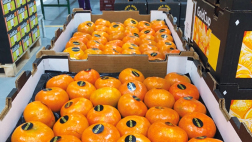 Frutas y hortalizas crecen 10% en envíos en los cuatro primeros meses del 2020