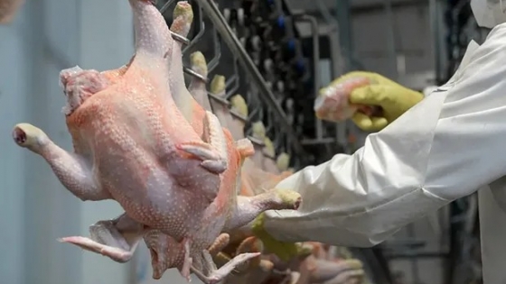 Argentina exportará carne aviar a Corea