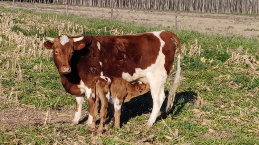 La raza Bovina Criolla tiene un nuevo ejemplar, nació el ternero de La Yoli