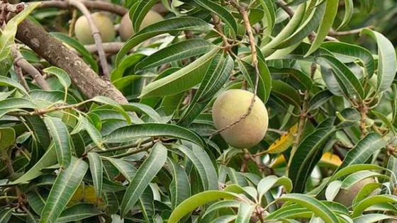Beneficios poco conocidos de las hojas de mango