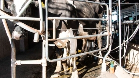 El precio internacional de los lácteos perforó los USD 3.000 la tonelada y complica el negocio de la exportación