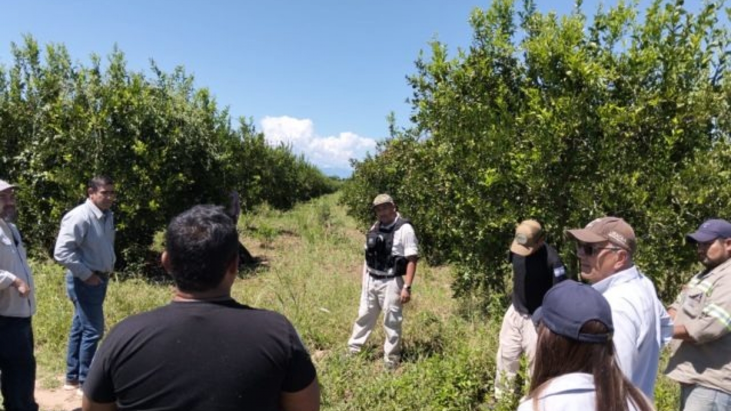 INTA y el sector citrícola avanzan en la detección de HLB con perros adiestrados en plantaciones comerciales