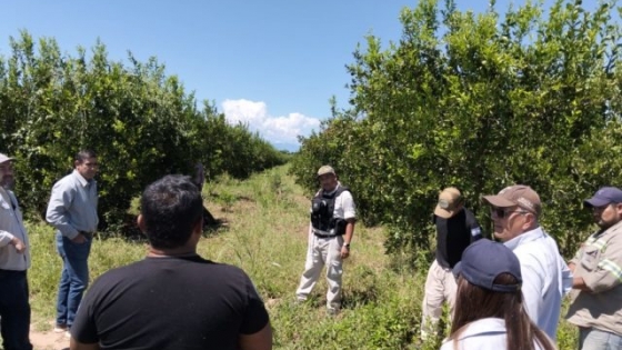 INTA y el sector citrícola avanzan en la detección de HLB con perros adiestrados en plantaciones comerciales