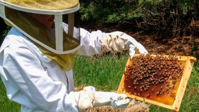 La profesionalización apícola