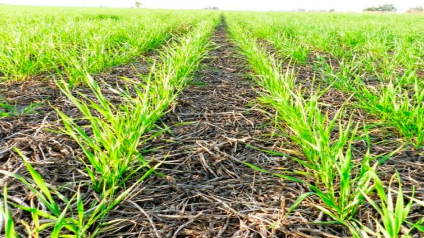 Trigo: El 91,5 % de hectáreas estimadas ya se encuentran sembradas