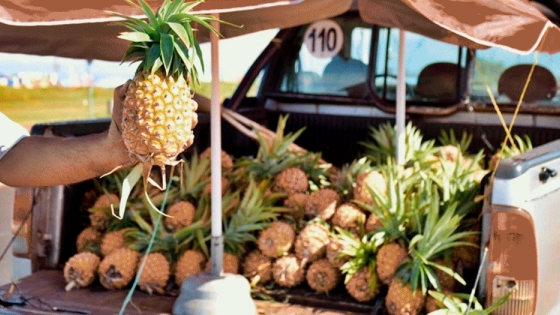 Proponen elevar la producción de ananá en invernaderos