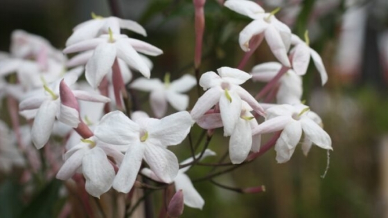 Jazmín chino (Jasminum polyanthum): La planta ideal para perfumar y vestir de blanco y rosado el jardín