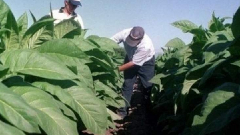 En lo que va del año, la provincia gestionó $100 millones para el sector tabacalero