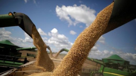 Advierten que los precios de los granos están por debajo del punto de equilibrio