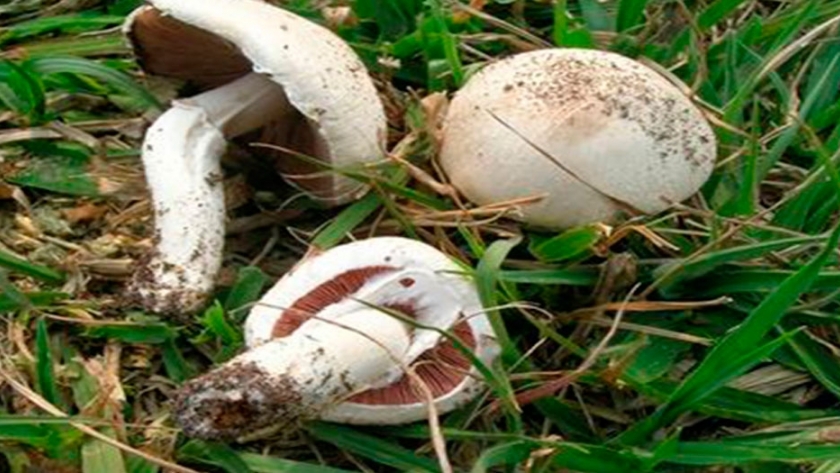 Reutilización de desechos urbanos para producción de hongos comestibles