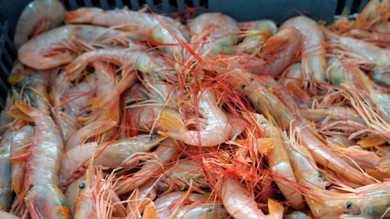 Langostino Chubut: Temporada récord de capturas, mercados con poca demanda impulsan aumento de stock