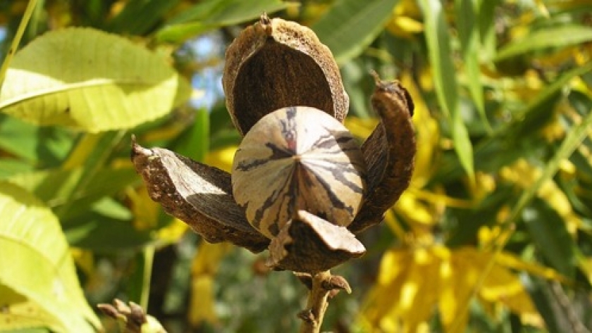 Mendoza Activa: brindaron detalles del programa a productores de frutos secos mendocinos