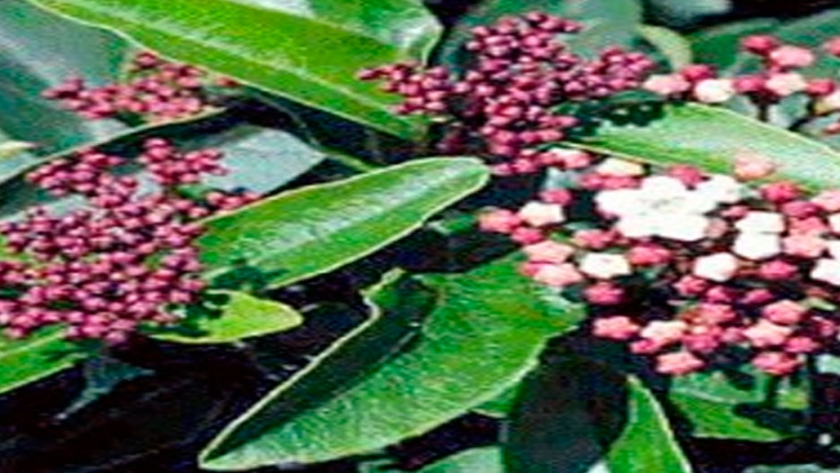 Reproducción por estaca herbácea