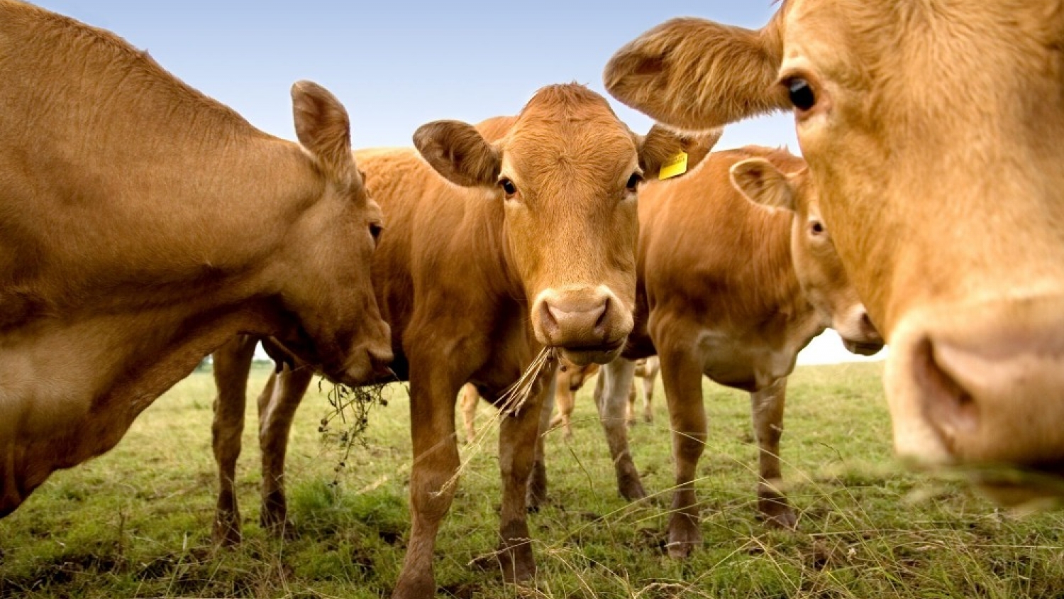 El Senasa prohibió las vacunas contra la peste bovina para reforzar el estatus sanitario y proteger las exportaciones